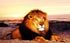 Lonely Lion in the Mountains